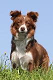 BORDER COLLIE 577